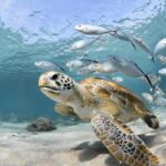 Animales marinos: descubre los más comunes y sus características