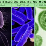 Diversidad bacteriana en el Reino Monera: tipos, características y ejemplos