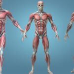 Anatomía y fisiología del cuerpo humano: una visión detallada