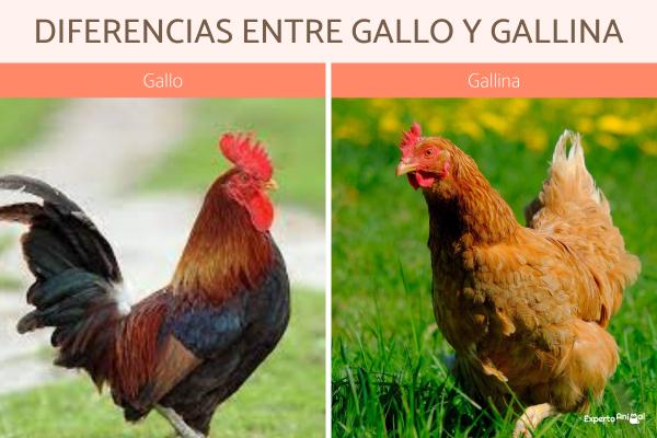 Diferencias entre pollo y gallina: características y usos de cada uno