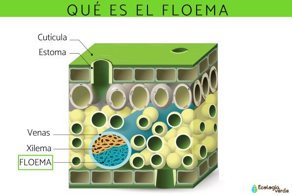 Diferencias entre xilema y floema en plantas: función y estructura