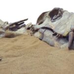 La extinción de los dinosaurios: una mirada a la prehistoria
