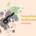 Características y clasificación de las enzimas: una visión general
