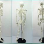 Enfermedades y funciones del sistema óseo: estructura y afecciones comunes