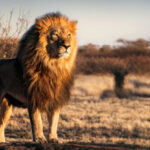 Todo sobre el león: características, hábitat y alimentación