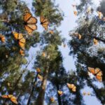 El efecto mariposa y el caos: pequeños cambios con gran influencia