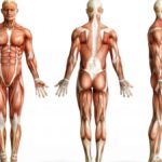 Anatomía, funciones y enfermedades del sistema muscular