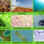 Importancia de la taxonomía en la clasificación de organismos
