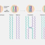 Las fases de la meiosis y las diferencias con la mitosis