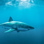 Datos esenciales sobre los tiburones: características y comportamiento