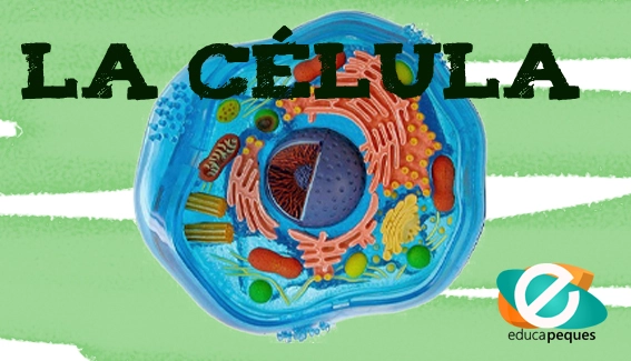 Tipos de células y sus características: una guía completa de células