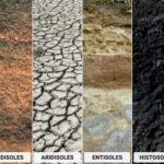 Tipos de suelo y sus características principales: una guía completa