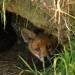 Hábitat y características del zorro: una mirada al animal salvaje